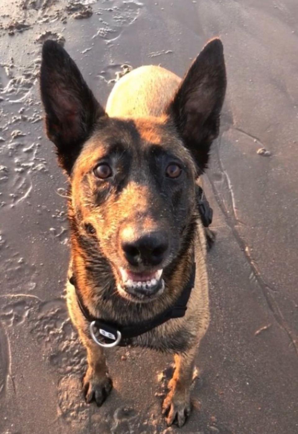 Dog enjoying the beach, covered in sand