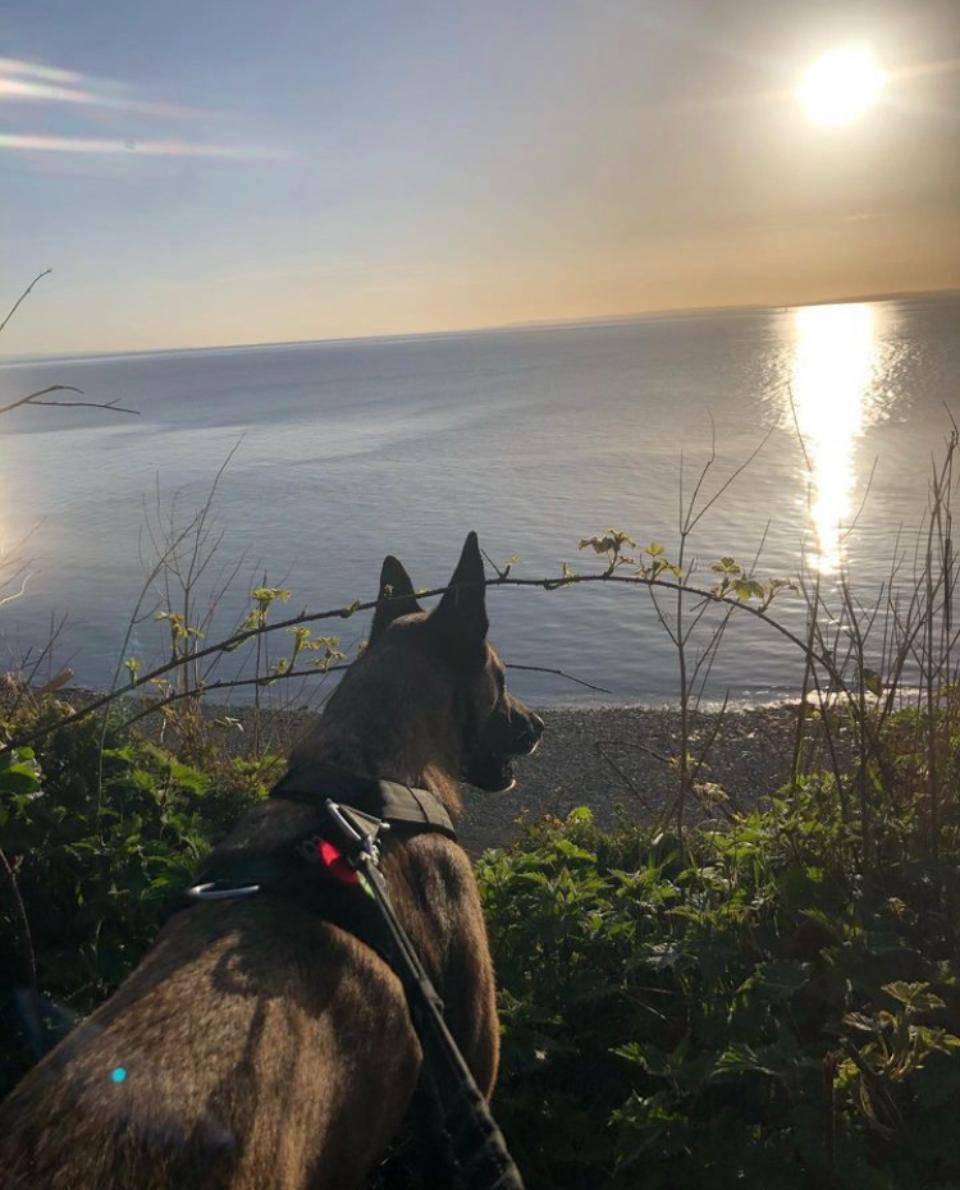 Dog overlooking a serene beach at sunset