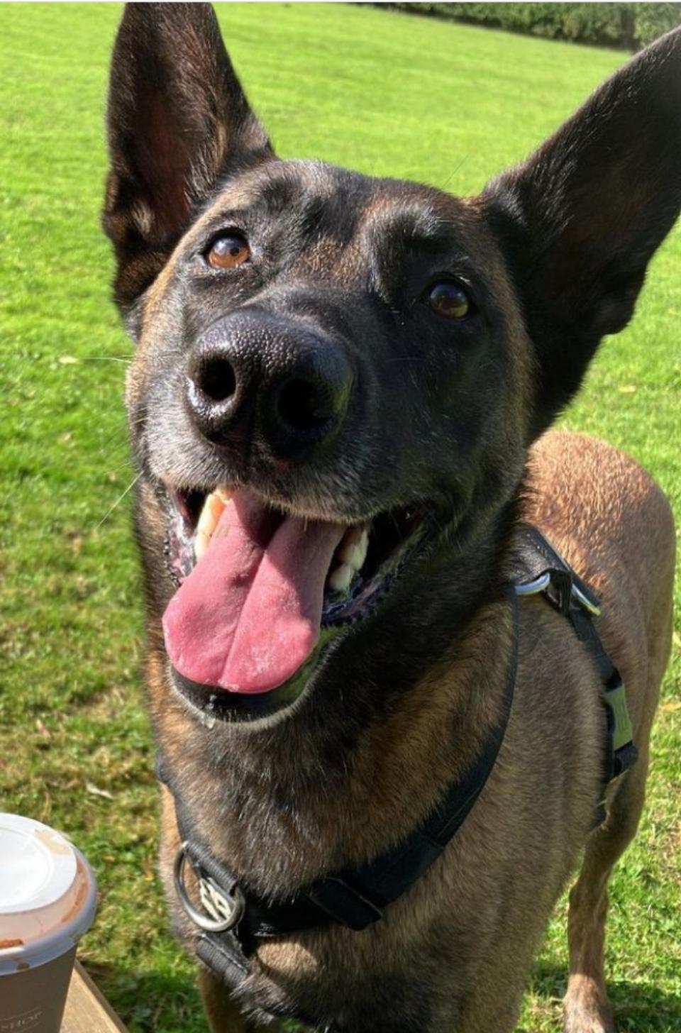 Dog smiling happily in a sunny green park