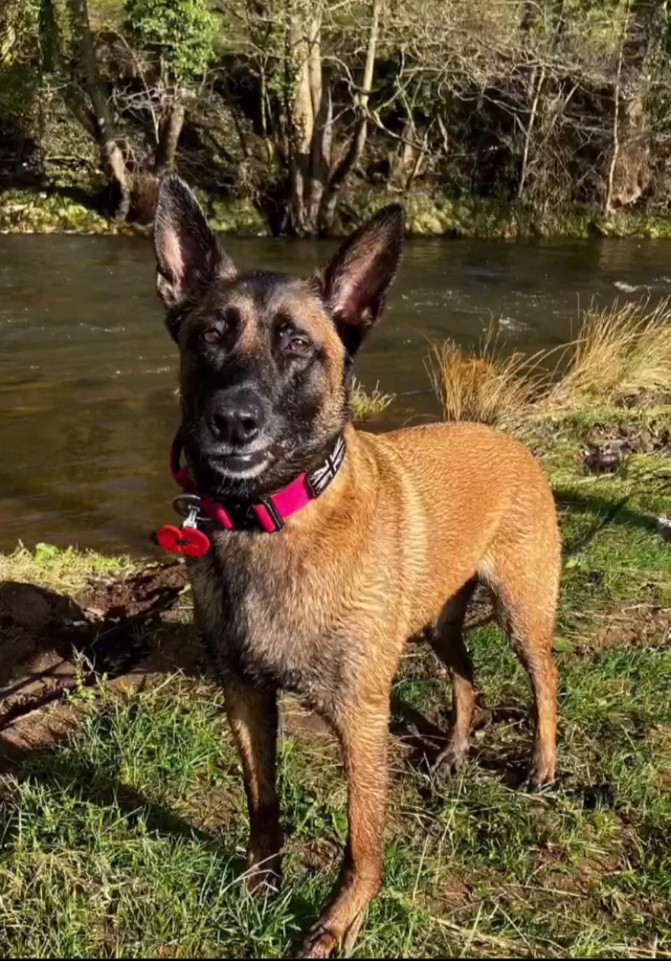 Dog standing by a river, enjoying the outdoors