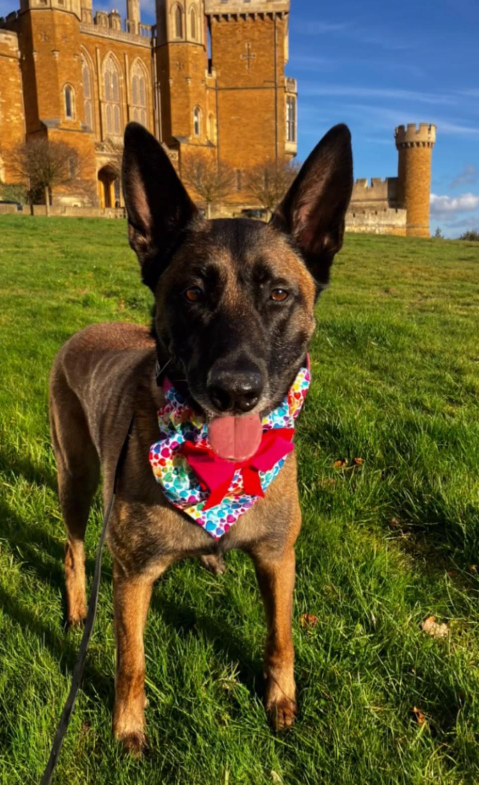 Dog wearing a bandana standing near a castle