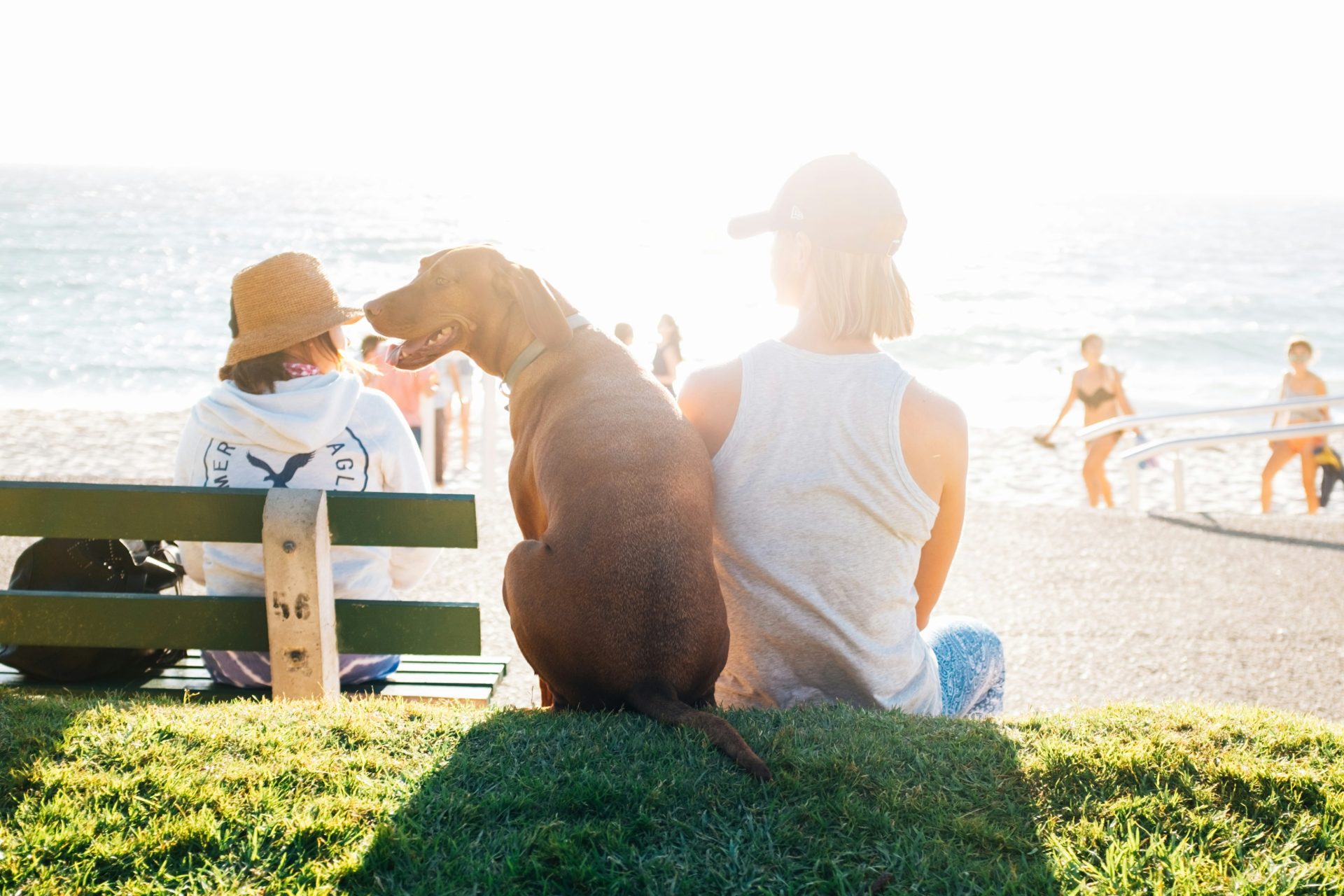 Dog sitting on a bench with people at the beach