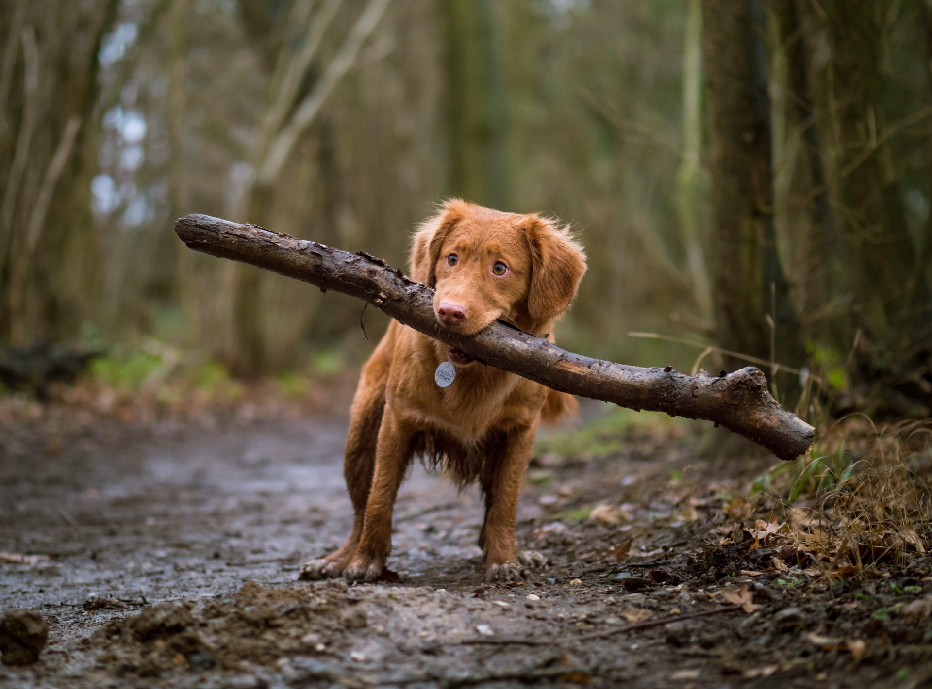 Dog proudly carrying a large stick in the forest