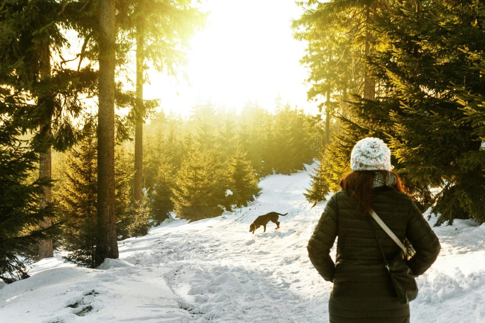 Person walking with their dog in a snowy forest